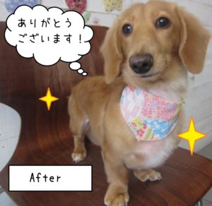 微笑むミニチュアダックス