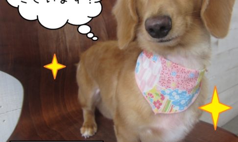 微笑むミニチュアダックス