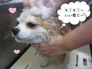 シャンプー中チワワ