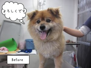 カット前ミックス