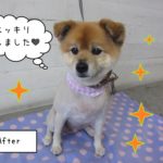 おすましかわいいミックス