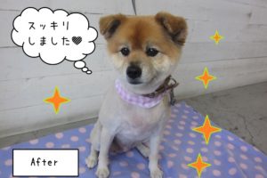 おすましかわいいミックス