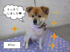 おすましかわいいミックス