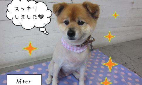 おすましかわいいミックス