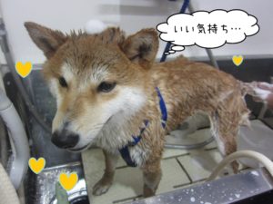 シャンプー中柴犬