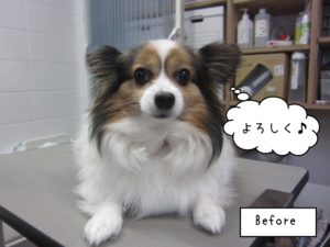 カット前パピヨン