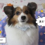 おすましパピヨン