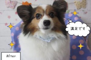 おすましパピヨン