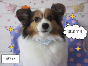 おすましパピヨン