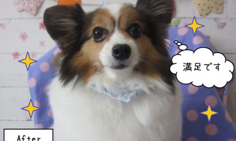 おすましパピヨン