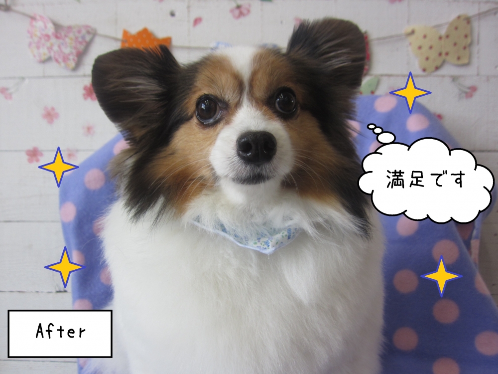 おすましパピヨン