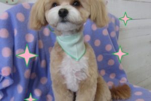 カット後ミックス