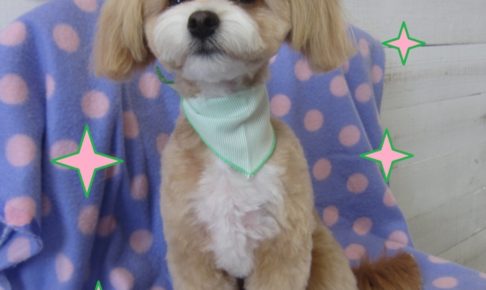 カット後ミックス