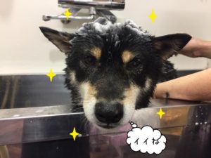 シャンプー中柴犬