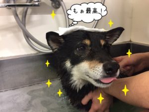 スパ中柴犬