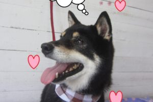 笑顔黒柴犬