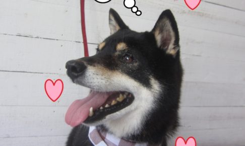 笑顔黒柴犬