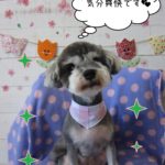 おすましかわいいMシュナ