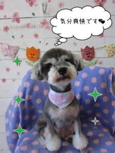 おすましかわいいMシュナ