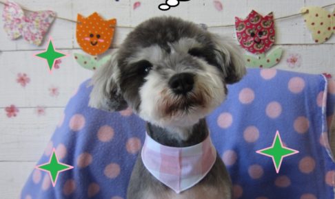 おすましかわいいMシュナ