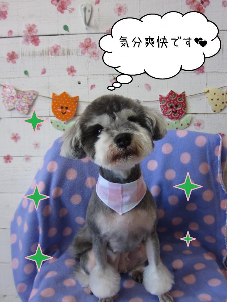 おすましかわいいMシュナ