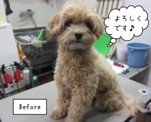 カット前トイプードル