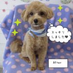 おしゃれトイプードル