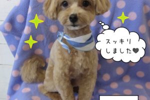 おしゃれトイプードル