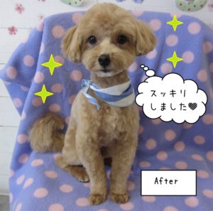 おしゃれトイプードル