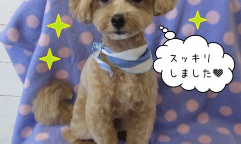 おしゃれトイプードル