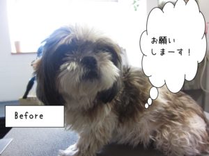 カット前シーズー