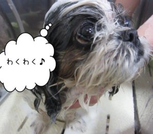 シャンプー中シーズー