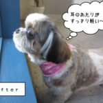 カット後シーズー