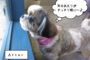 カット後シーズー