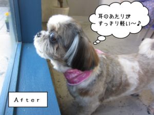 カット後シーズー