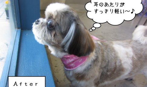 カット後シーズー