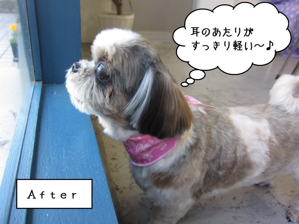 カット後シーズー