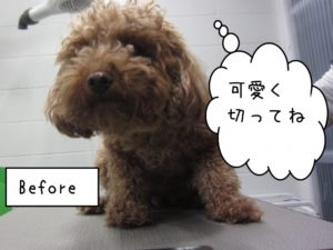 カット前トイプードル