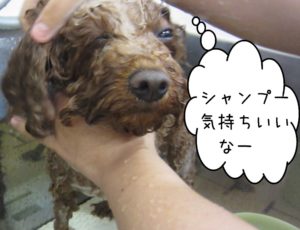 シャンプー中トイプードル