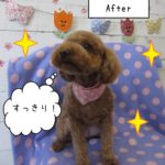 上むきトイプードル