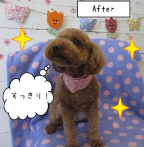 上むきトイプードル