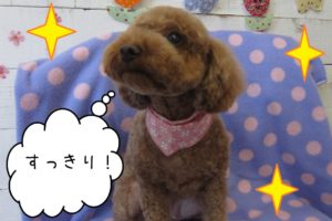 上むきトイプードル