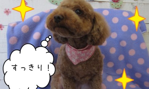 上むきトイプードル