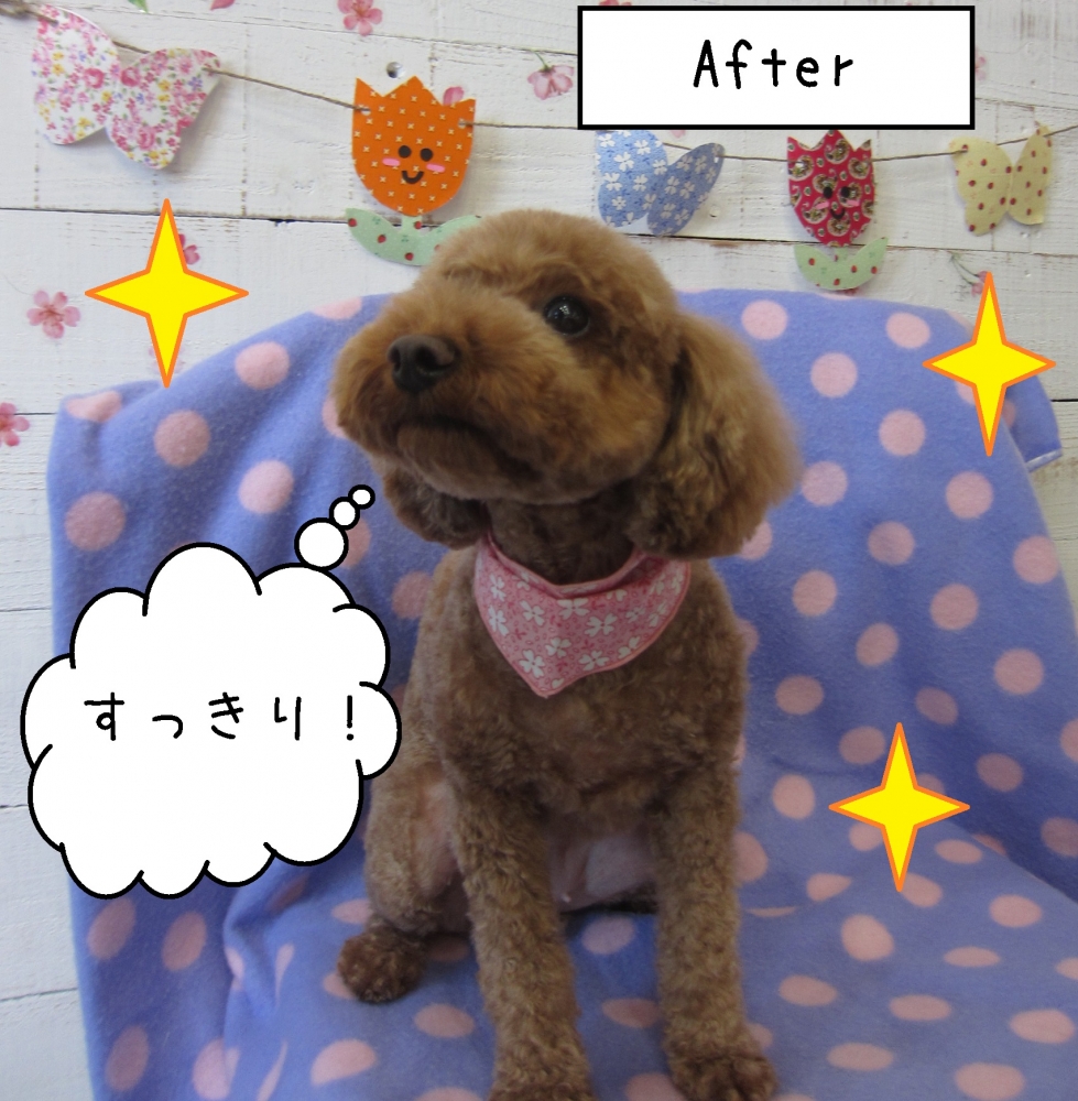 上むきトイプードル