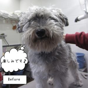 カット前Mシュナ