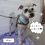 モヒカンパンクMシュナ