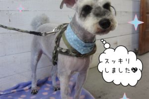 モヒカンパンクMシュナ