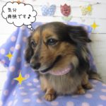 下向きミニチュアダックス