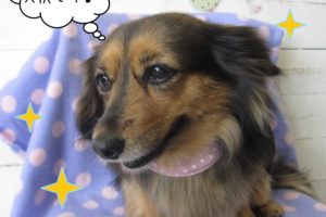 下向きミニチュアダックス