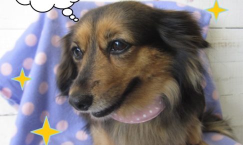 下向きミニチュアダックス